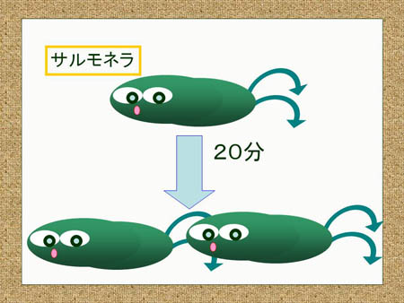 サルモネラは20分で倍に